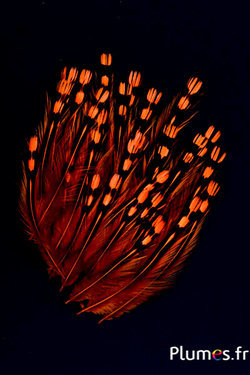 Coq de Sonnerat - 1-3 cm - orange